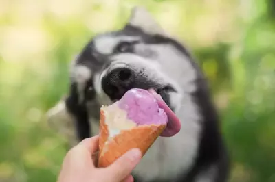 Dog,Eats,Ice-cream,In,A,Waffle,Horn