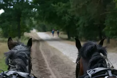 horses pulling a carriage