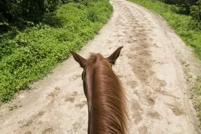 horse on trail outside