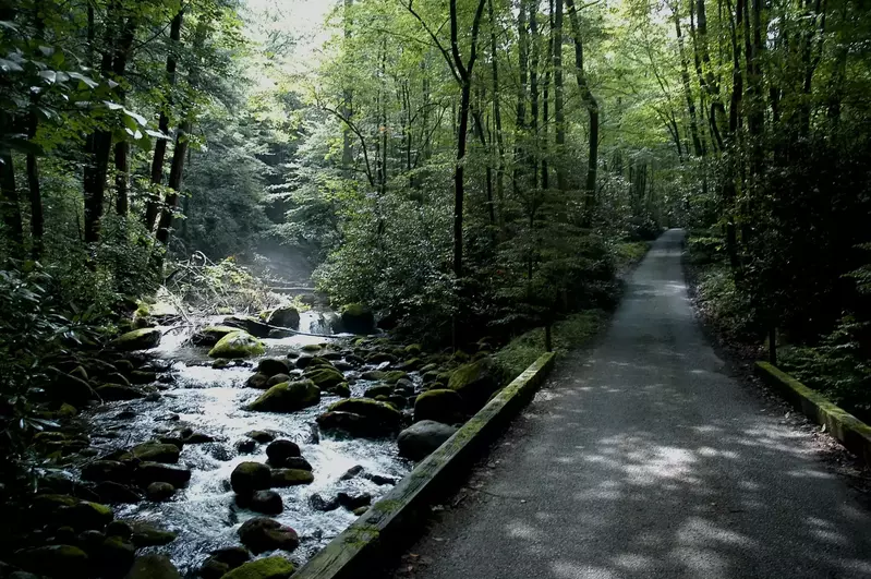 roaring fork river and road