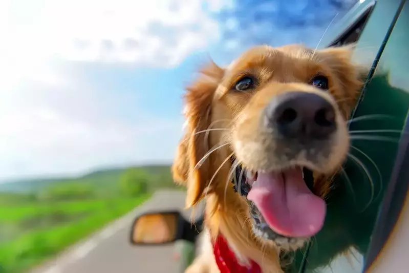 Dog hanging head out window of car