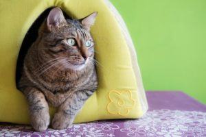 A cat in a plush igloo.